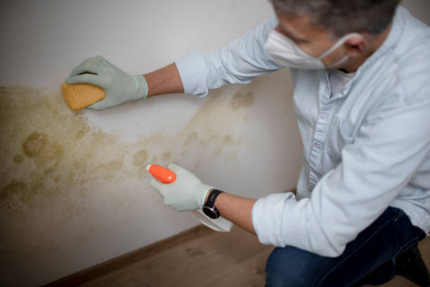 Best Attic Mold Removal  in Flowery Branch, GA