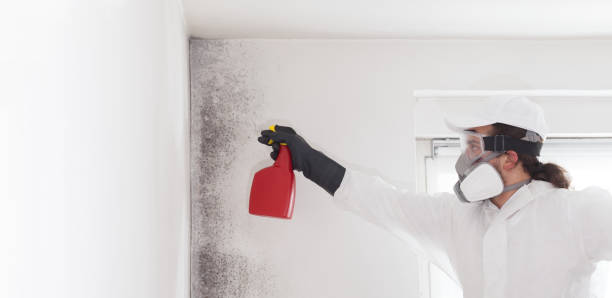 Best Commercial Mold Removal  in Flowery Branch, GA